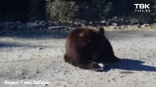 Медвежонок на трассе Северо-Енисейск (видео 1)
