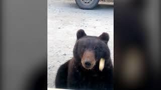 Медвежонок на трассе Северо-Енисейск (видео 4)
