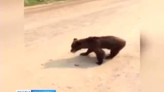 На дороге под Северо-Енисейском к машинам вышел медвежонок